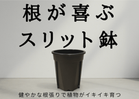 アガベ・チタノタ白鯨（ボールタイプ）中-059｜agave titanota