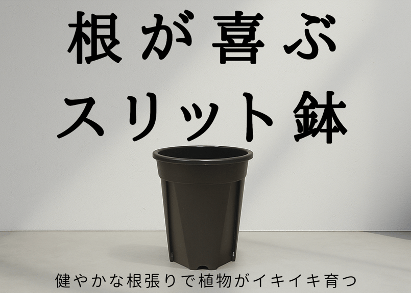 ☀️【Helleborus　thibetanus】☀️4号スリット鉢ロング植え スリット鉢 【プラ鉢 4号ロング】｜ 【植物のITANSE】全品送料