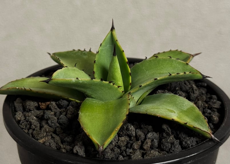 アガベ・笹の雪×イシスメンシス ハイブリッド（芽）-008｜ agave