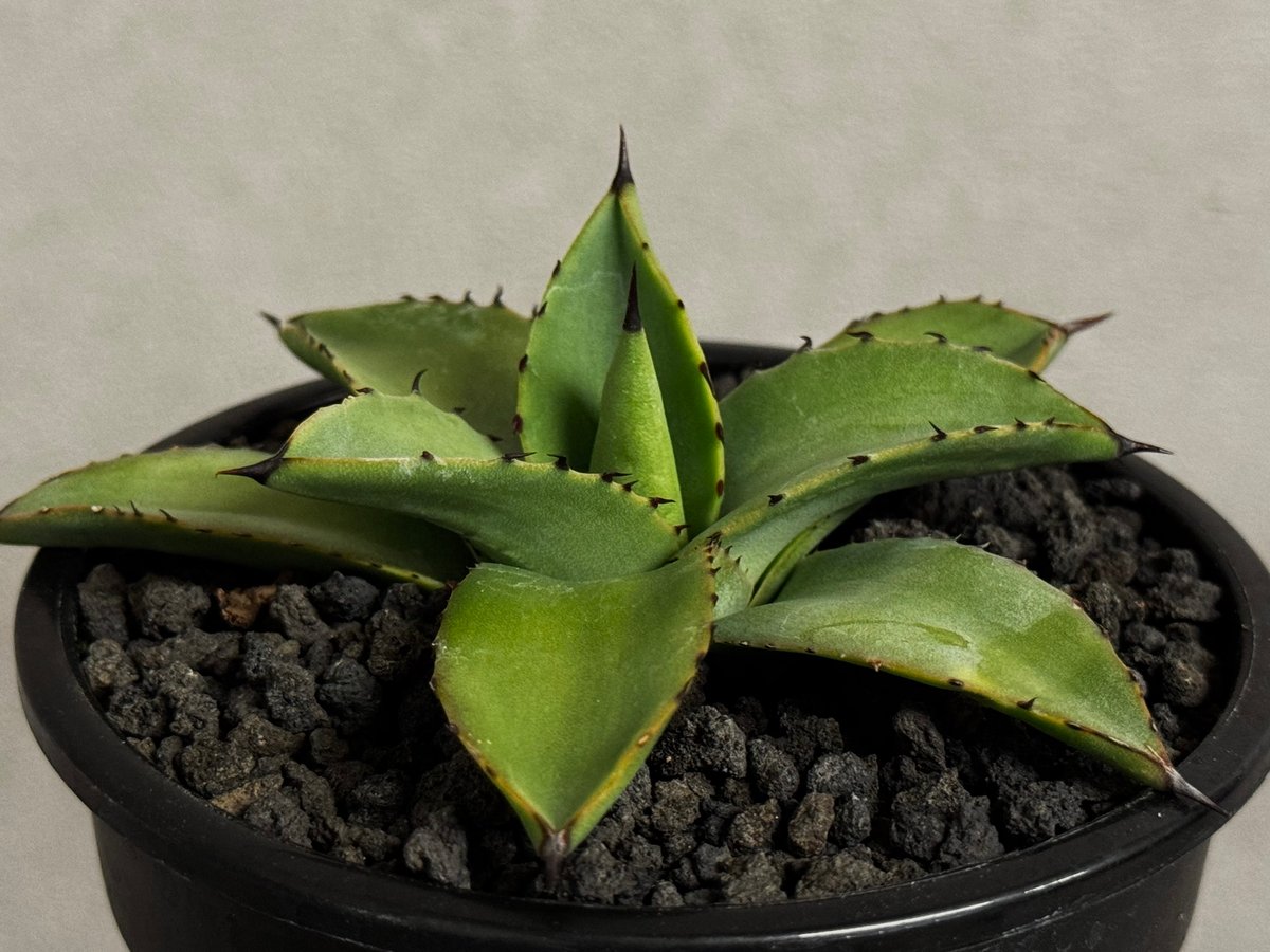 アガベ・笹の雪×イシスメンシス ハイブリッド（芽）-008｜ agave