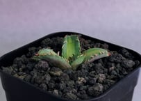 アガベ・チタノタ　姫厳竜白中斑（芽）-004｜agave titanota dwarf  mediopicta