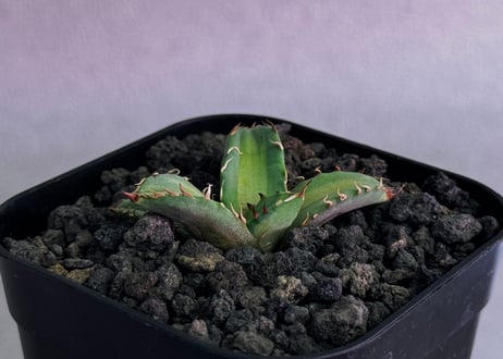 アガベ・チタノタ　姫厳竜白中斑（芽）-004｜agave titanota dwarf  mediopicta