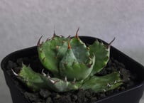 アガベ・チタノタ 皇冠(台湾Lize産)-006｜agave titanota Crown |