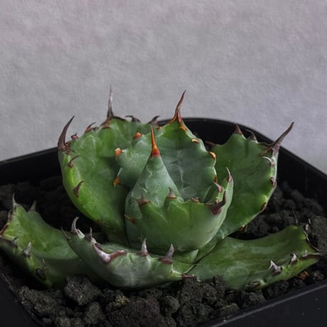 アガベハイブリッド | STORES