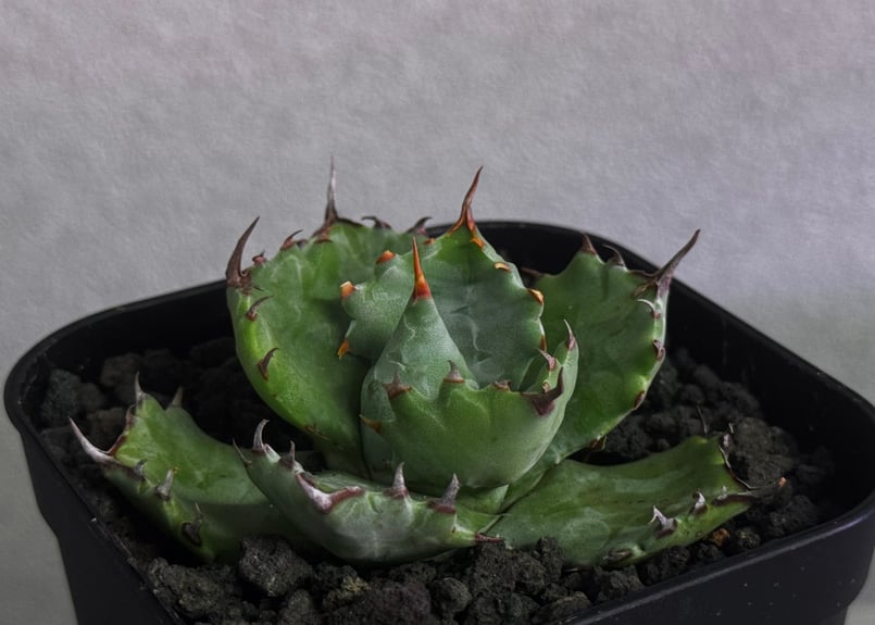 アガベ・姫蠍蟹 (小株)-007｜Agave gypsophila x isthmensis