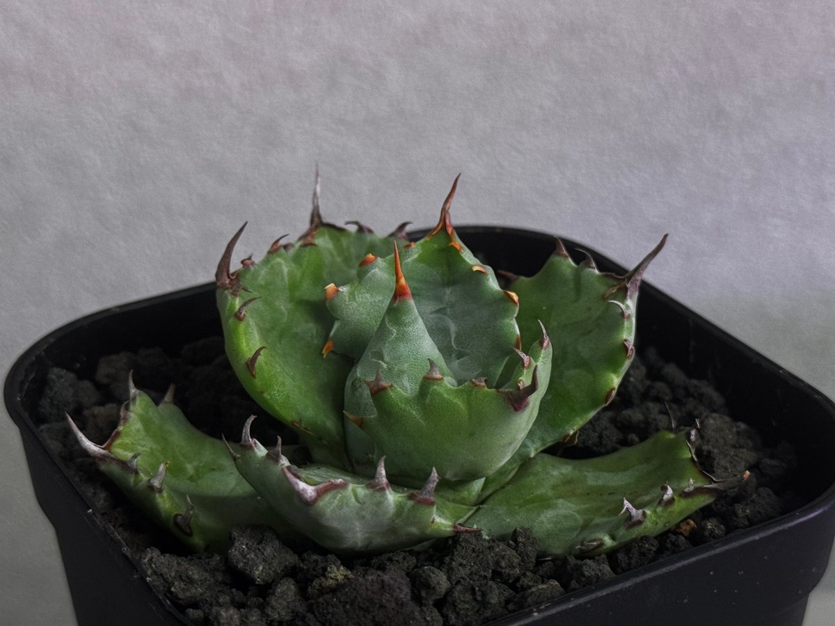 アガベ　姫蠍蟹　親株!!イシスメンシス 甲蟹 アガベ・姫蠍蟹 (小株)-007｜Agave gypsophila x isthmensis
