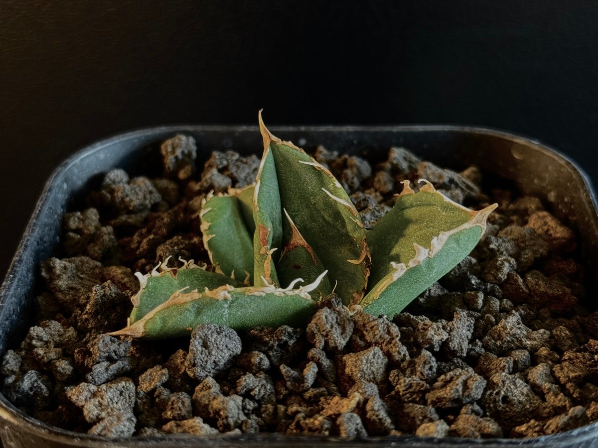 Agave titanota 蚩尤TC 正規品② BARBAS Plants（アガベ・チタノタ 