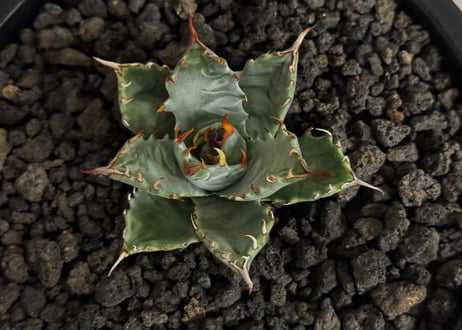 【特選】アガベ ハイブリッド・甲蟹×妖炎 (芽)-001｜Agave hybrid isthmensis × utahensis var. eborispina
