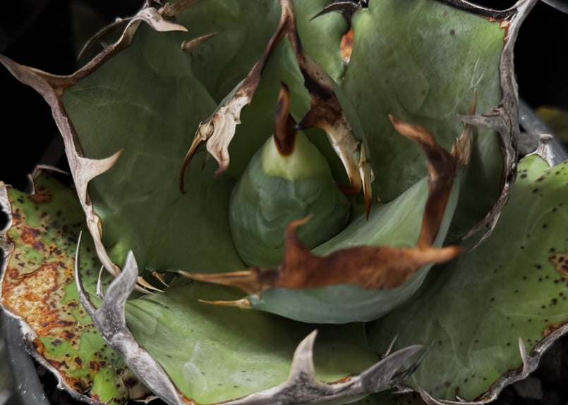 アガベ・チタノタ 阿修羅-021｜Agave titanota ashura | Plus_P