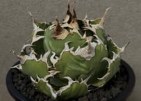 【子株】 agave titanota beast アガベ チタノタ ビースト アガベ・チタノタ ビースト-001（芽）｜agave titanota beast