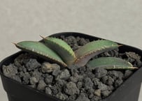 アガベ・チタノタ ビースト-002（芽）｜agave titanota beast | Plu