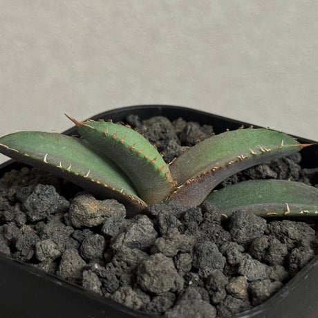 ホワイトファイヤー | STORES