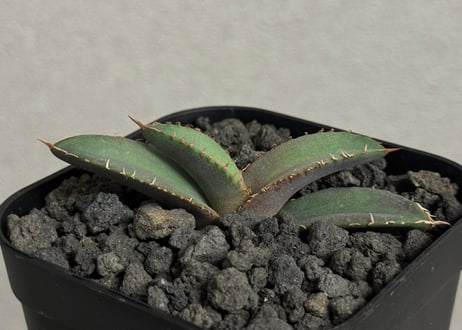 CATEGORY agave｜アガベ | Plus_Plants STORE