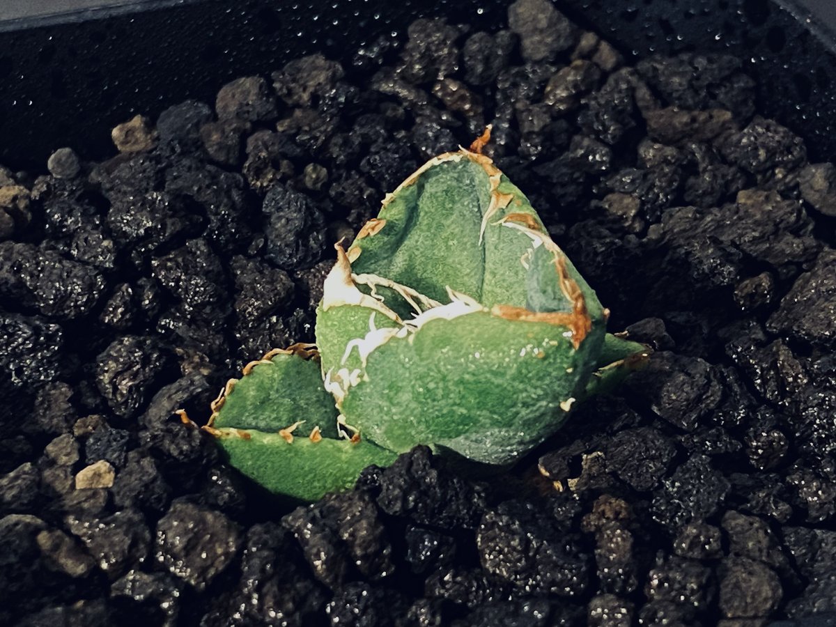 デニス　麻花　Agave タグ付き アガベ・チタノタ 麻花龍-001｜agave Twist Dragon/Ma Hua Long