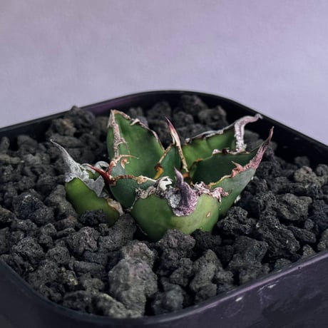 アガベシーザー | STORES