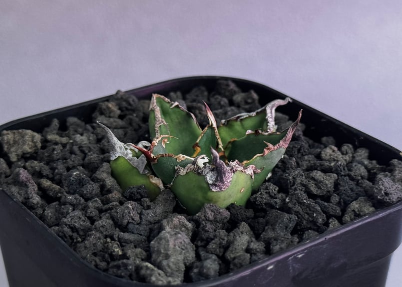 アガベ・チタノタ シーザー/凱撒（芽）-064｜agave titanota caesar |