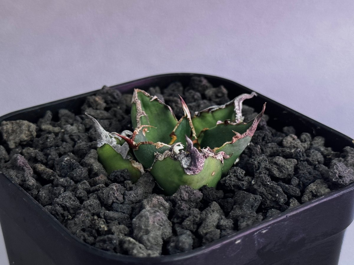 アガベ・チタノタ シーザー/凱撒（芽）-064｜agave titanota caesar |