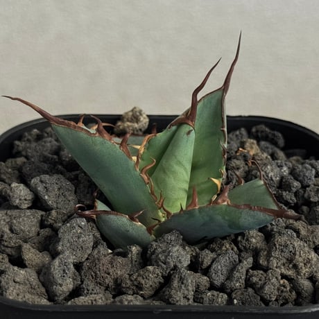 アガベ オテロイ ハデス 黒帝斯 親株 アガベ オテロイ ハデス 黒帝斯 親株 アガベ チタノタ ハデス