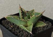 アガベ・チタノタ 金剛（芽）-009｜agave titanota adamantine |