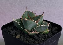 アガベ・チタノタ LQH_領主（芽）-003｜agave titanota lord