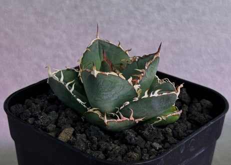 アガベ・チタノタ LQH_領主（芽）-003｜agave titanota lord