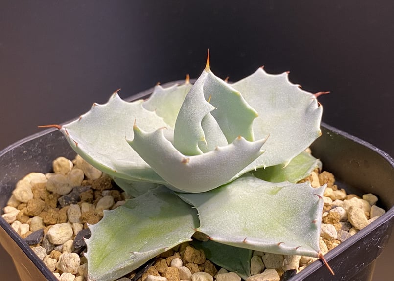 【アガベ】一本棘イシスメンシス 甲蟹 アガベ・白銀甲蟹｜（芽）-001｜ agave isthmensis | Plus_Plant