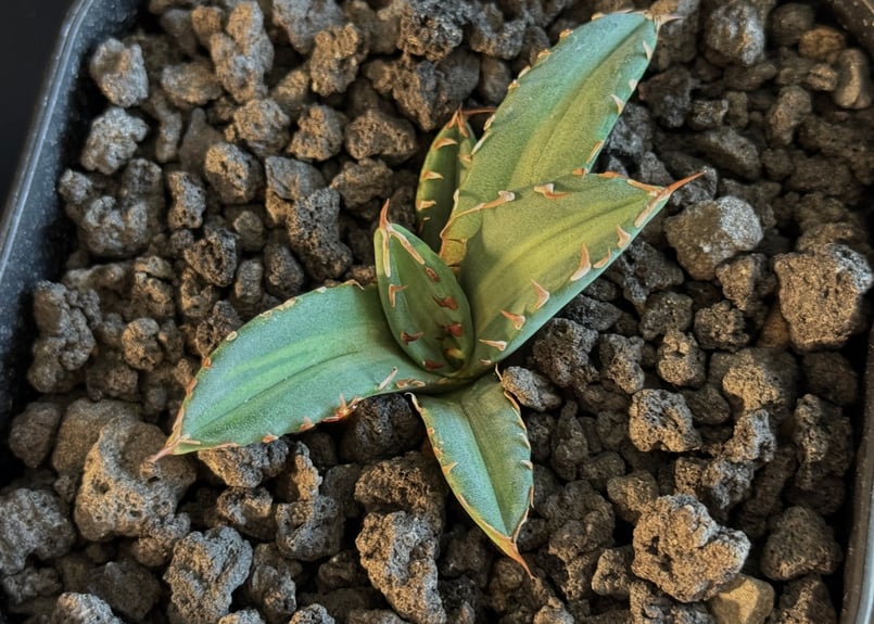 アガベ　チタノタ　オテロイ　姫厳竜錦　覆輪斑　斑入り　レア株 アガベ チタノタ '厳竜 黄覆輪' Agave titanota f.variegata