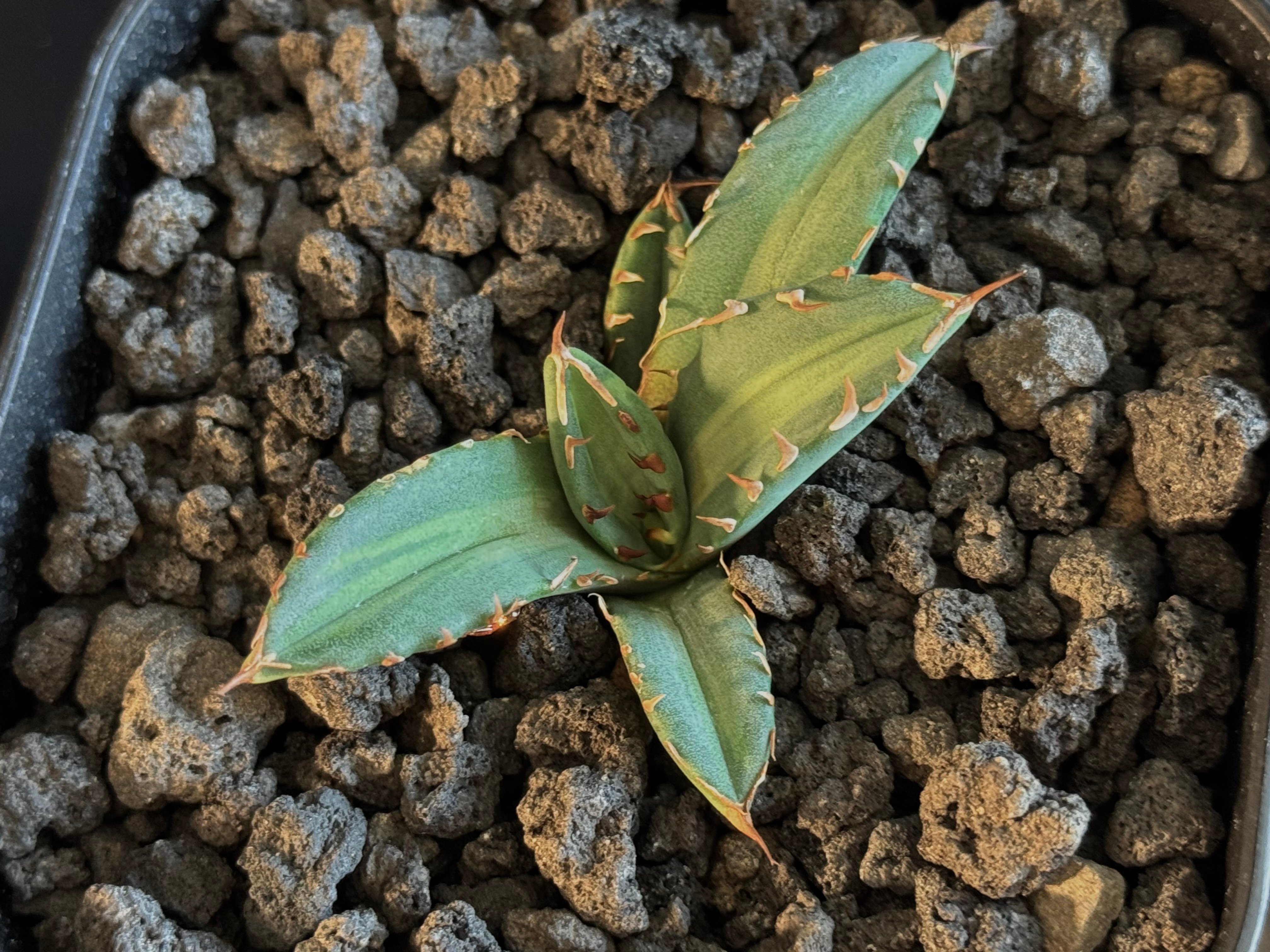 アガベ・チタノタ 姫厳竜白中斑（芽）-002｜agave titanota dwarf me