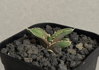 アガベ・チタノタ白鯨（縞斑）芽-005｜agave titanota white whale