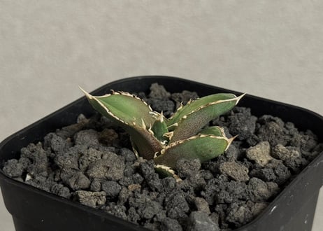 CATEGORY agave｜アガベ | Plus_Plants STORE
