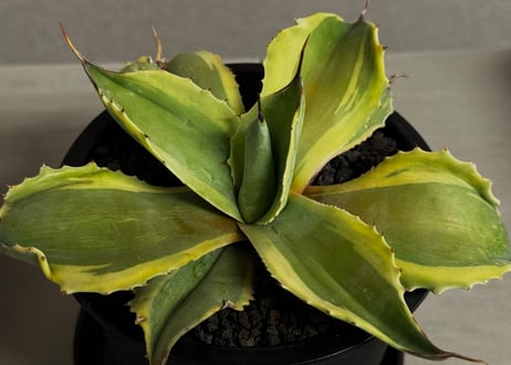 アガベ・オバティフォリア（オルカ）｜（小株）-004｜ agave ovatifolia variegated 'ORCA'