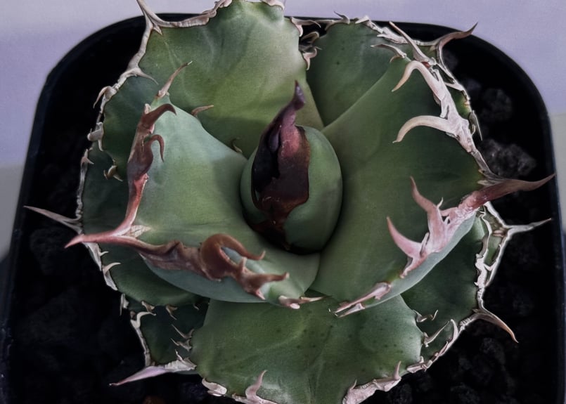 アガベ・チタノタ 白巫-003｜agave Titanota Wizard | Plus_Pl