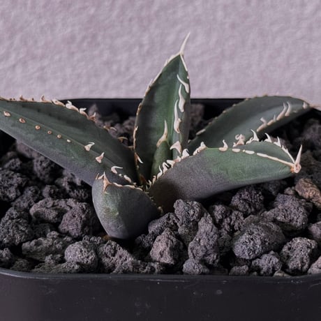 アガベ狼人 | STORES