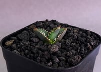 アガベ・チタノタ　巨歯鯊(芽)-005｜agave titanota megalodon