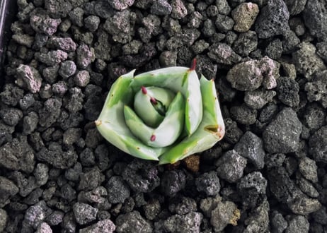 アガベ・王妃雷神錦｜（芽）-001｜agave potatorum 'Ouhi Raijin' Variegated