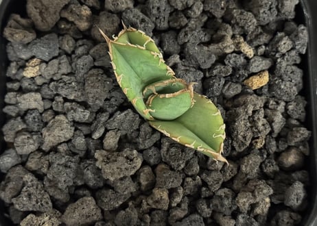アガベ・チタノタ　隕石(ミーティアライト)-038｜agave titanota meteorite