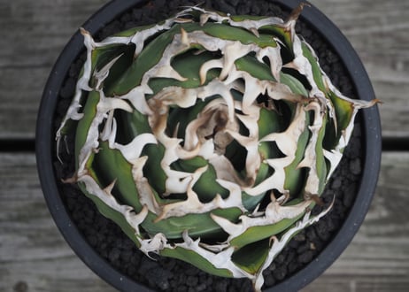 アガベ・チタノタ白鯨（ボールタイプ）中-091｜agave titanota white whale
