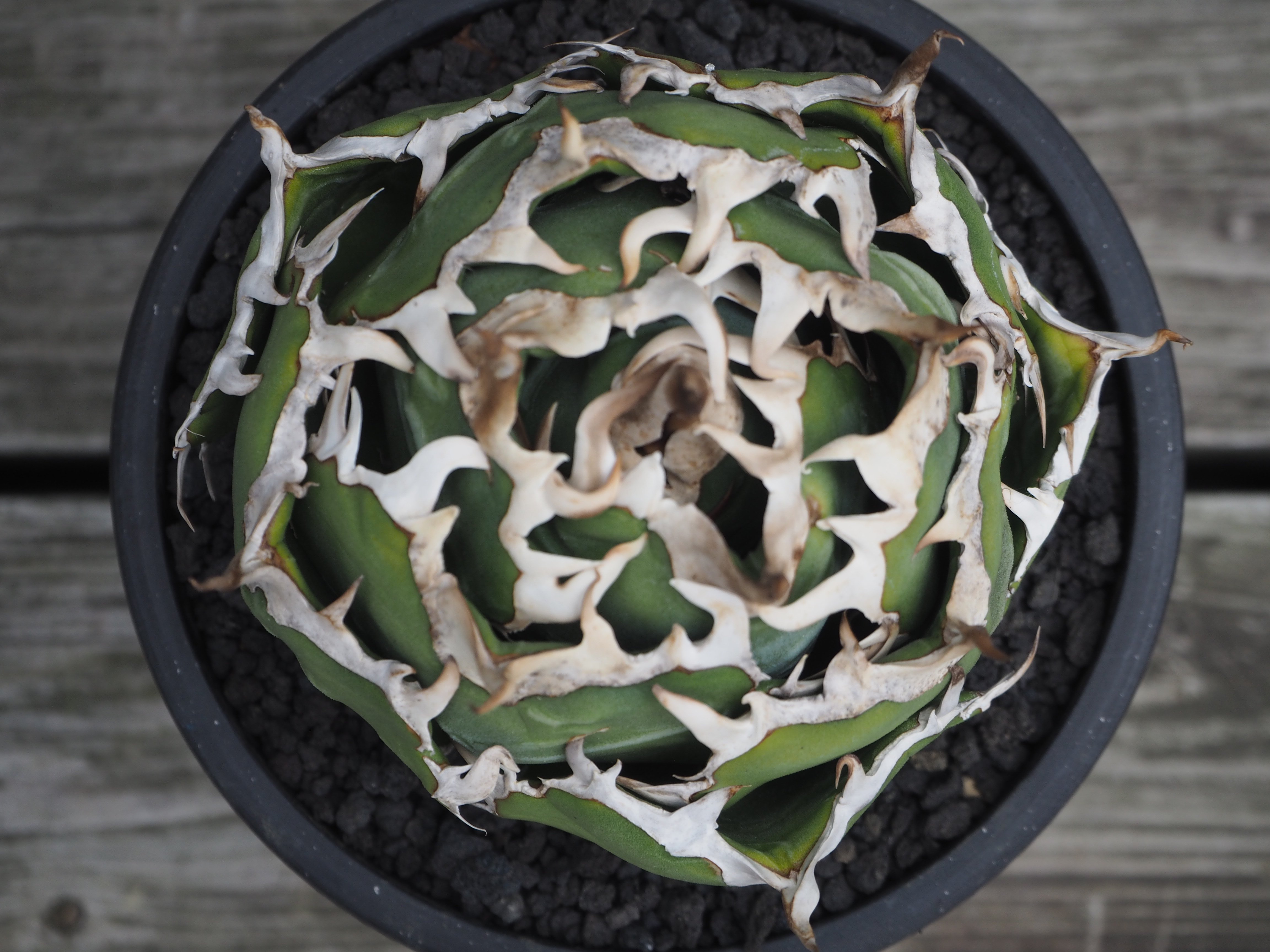 アガベ・チタノタ白鯨（ボールタイプ）中-091｜agave titanota white wh