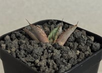 アガベ・チタノタ CJ-Special（芽）-003｜agave titanota CJ-Sp