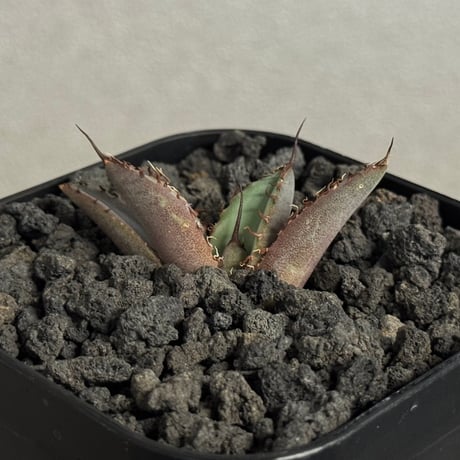 チタノタ白妖 | STORES