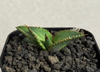 アガベ・チタノタ 流星(台湾Lize産)-001｜agave titanota Meteor