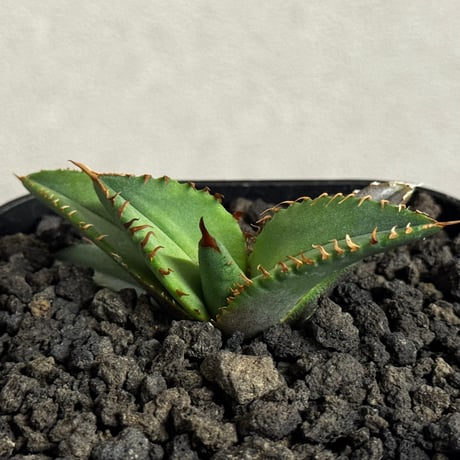 【極上血統】台湾株　agave titanota ホワイトファイヤー ホワイトファイヤー | STORES