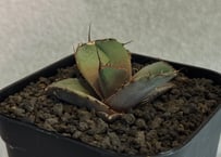 Lize血統　大白鯊　子株2株セット！ Agave Titanota 大白鯊(Lize血統)の子株 未発根 | AgaveLives