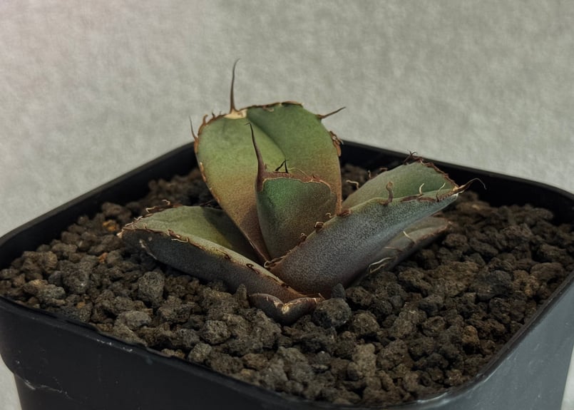 アガベ・チタノタ 黒豹（芽）-060｜agave titanota black panther
