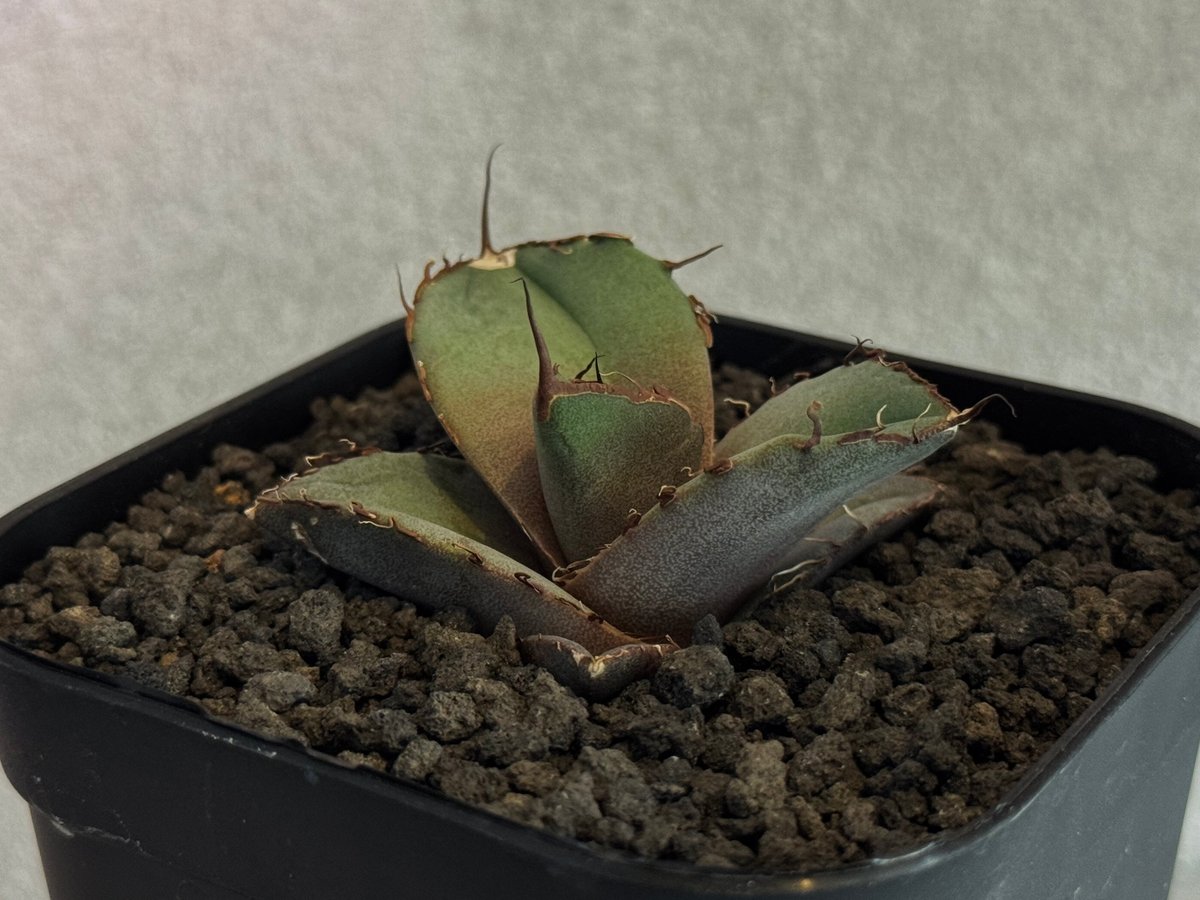 アガベ・チタノタ 黒豹（芽）-060｜agave titanota black panther