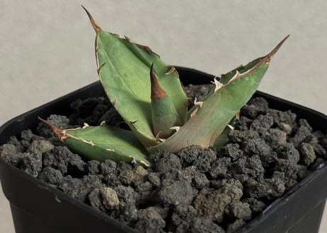 CATEGORY agave｜アガベ | Plus_Plants STORE