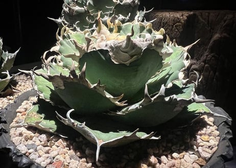 アガベ・チタノタ 金剛（芽）-008｜agave titanota adamantine