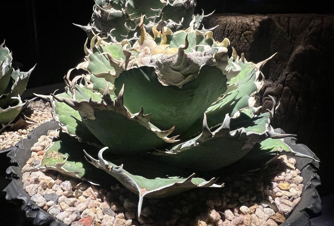 アガベ・チタノタ 金剛（芽）-008｜agave titanota adamantine |