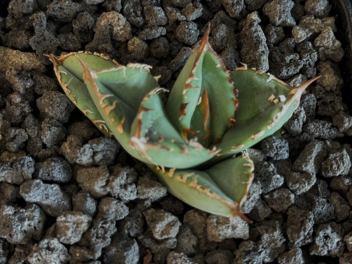 アガベ・チタノタ 鰐亀（芽）-030｜agave titanota alligator sna