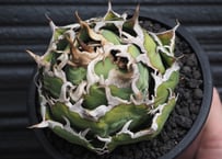 アガベ・チタノタ 大白鯊(芽)-001|agave titanota 大白鯊 アガベ・チタノタ 大白鯊(芽)-001|agave titanota 大白鯊